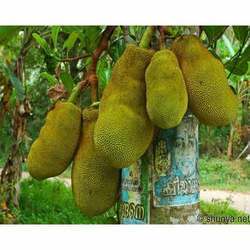Manufacturers Exporters and Wholesale Suppliers of Jack Fruits Pune Maharashtra